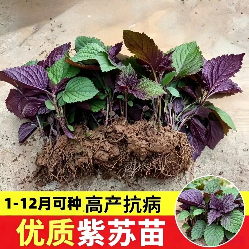 耐寒大叶紫苏种子四季阳台盆栽可食用种植蔬菜种孑紫苏叶种籽