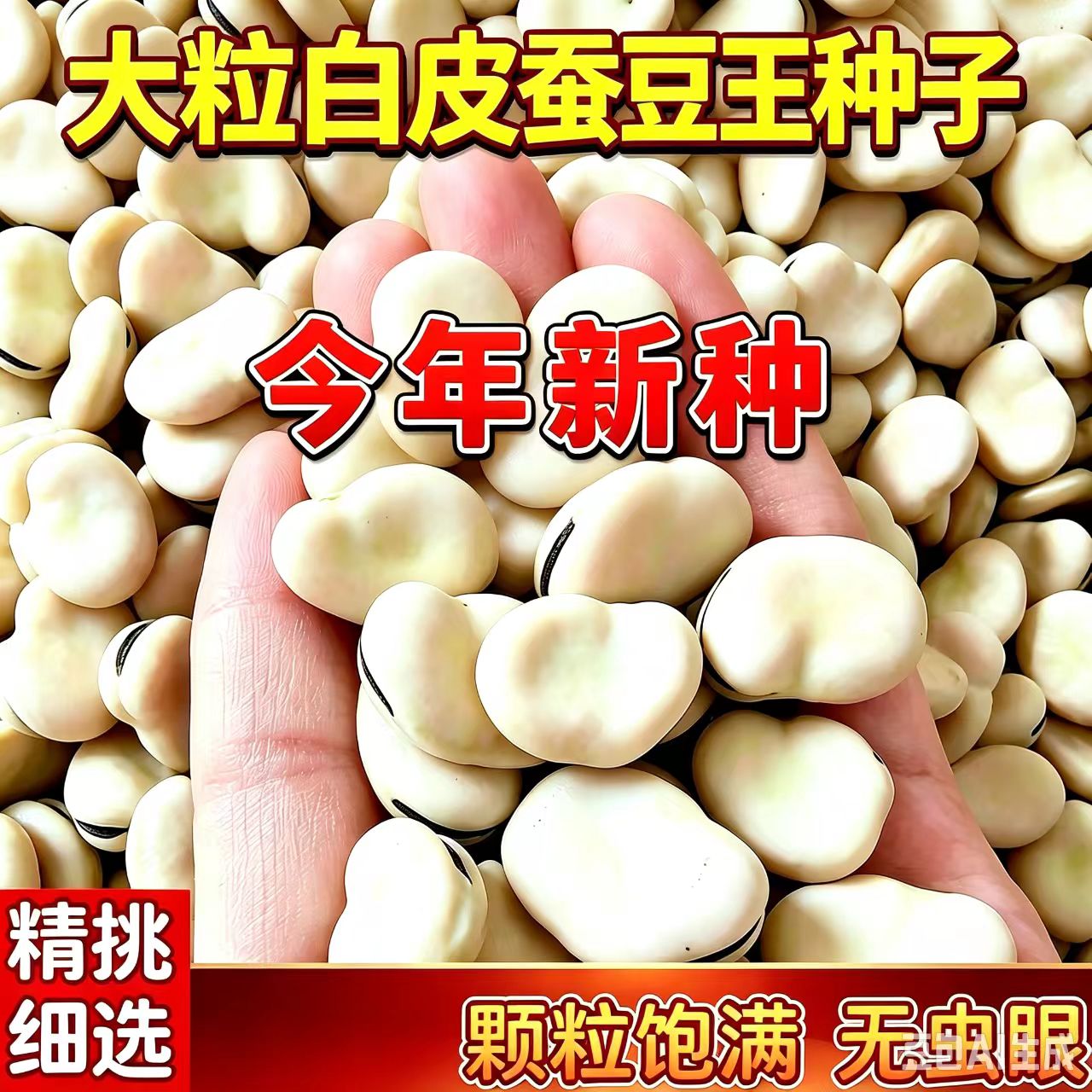 新货云南白皮干蚕豆青皮生蚕豆干货杂粮罗汉豆胡豆豆类可发芽大种