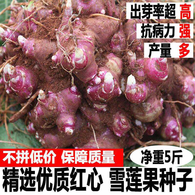 云南雪莲果种子新鲜黄心高产红泥种苗农家自种血莲果种籽黄心种球