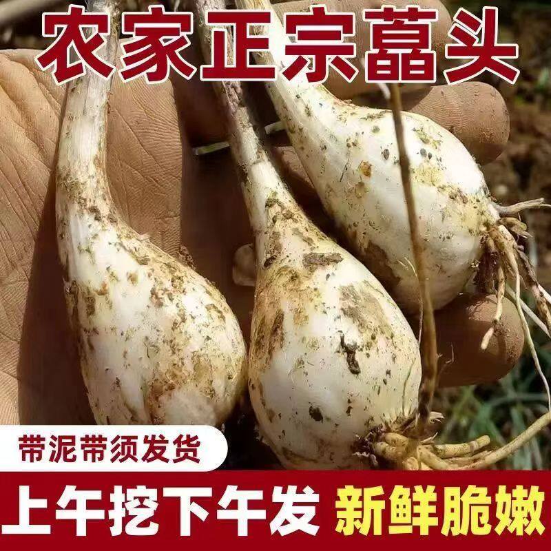 江西现挖荞头种子带根农家四季种酸甜藠头教头叫头泡菜腌制种苗