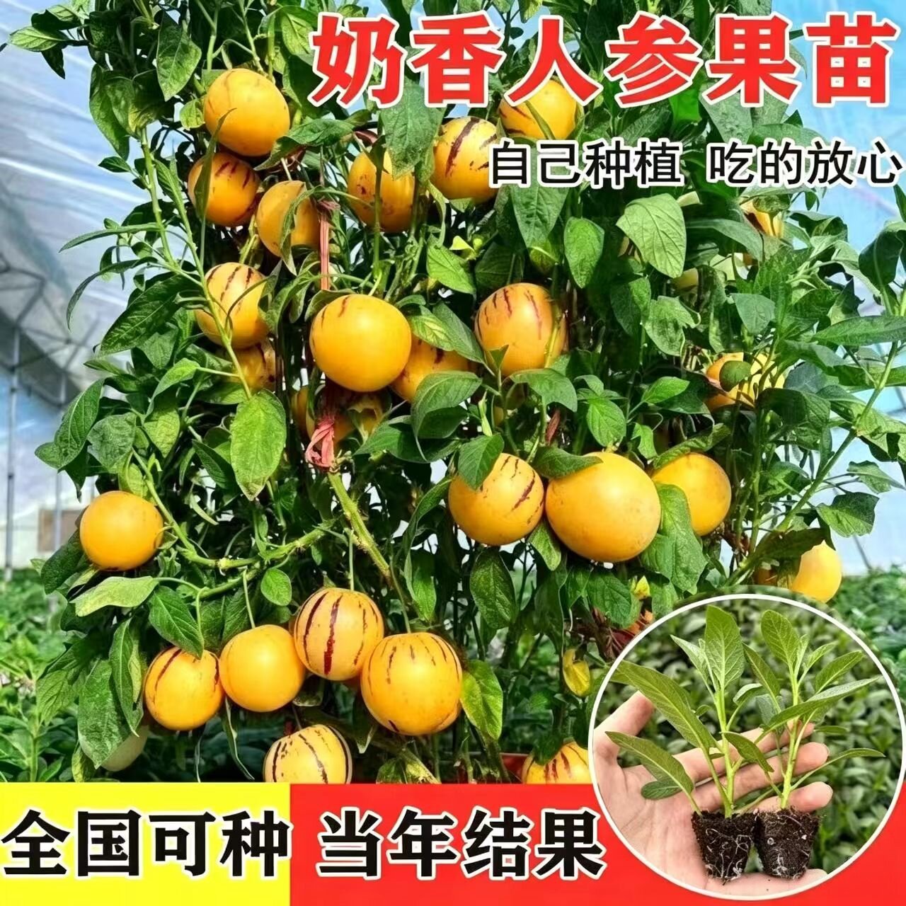 当年结果奶香人参果苗新鲜易种四季高产正宗长寿果带土球带叶盆栽