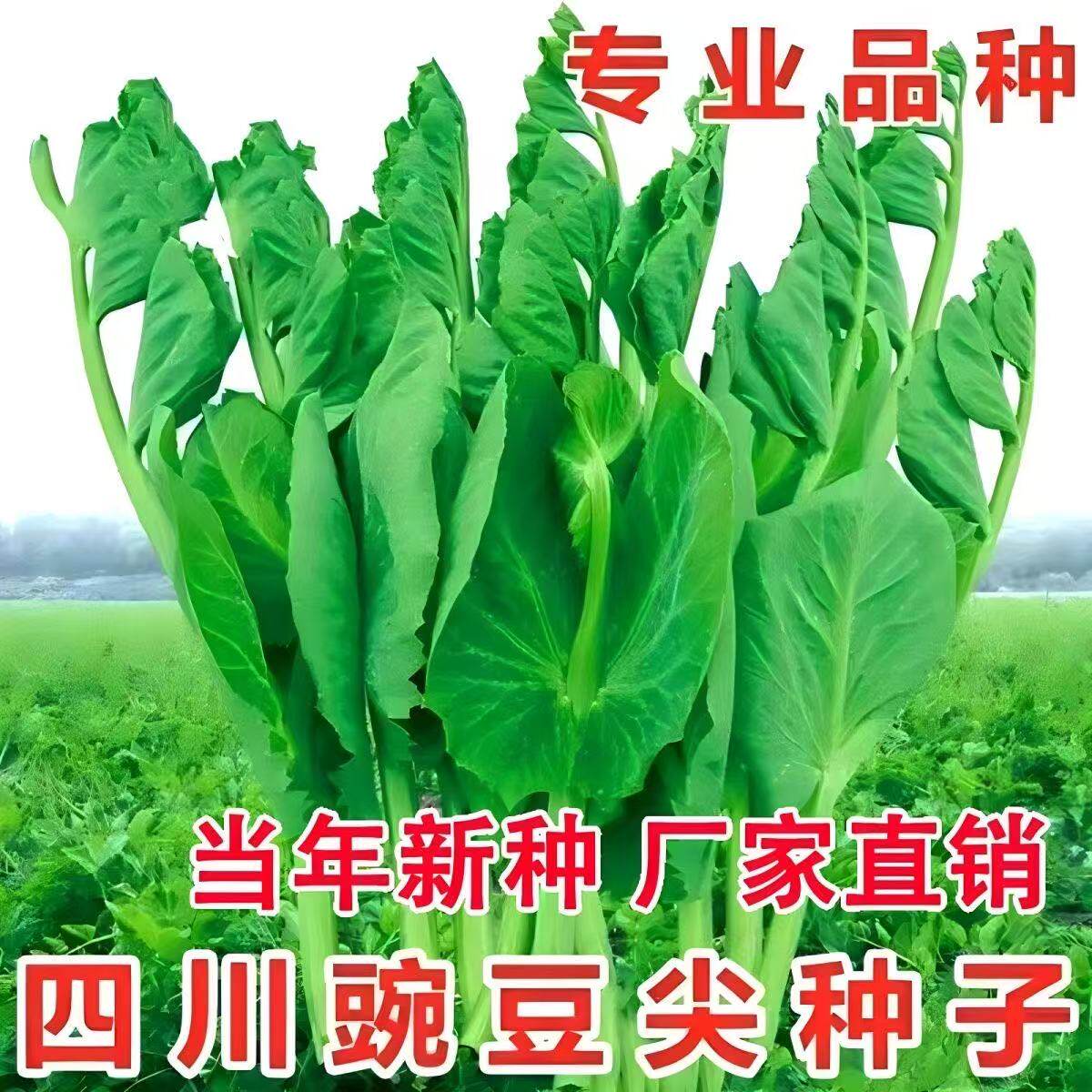 甜豌豆种籽碗豆苗豌豆豆种豆苗苗种尖蔬菜孑无须荷兰盆栽