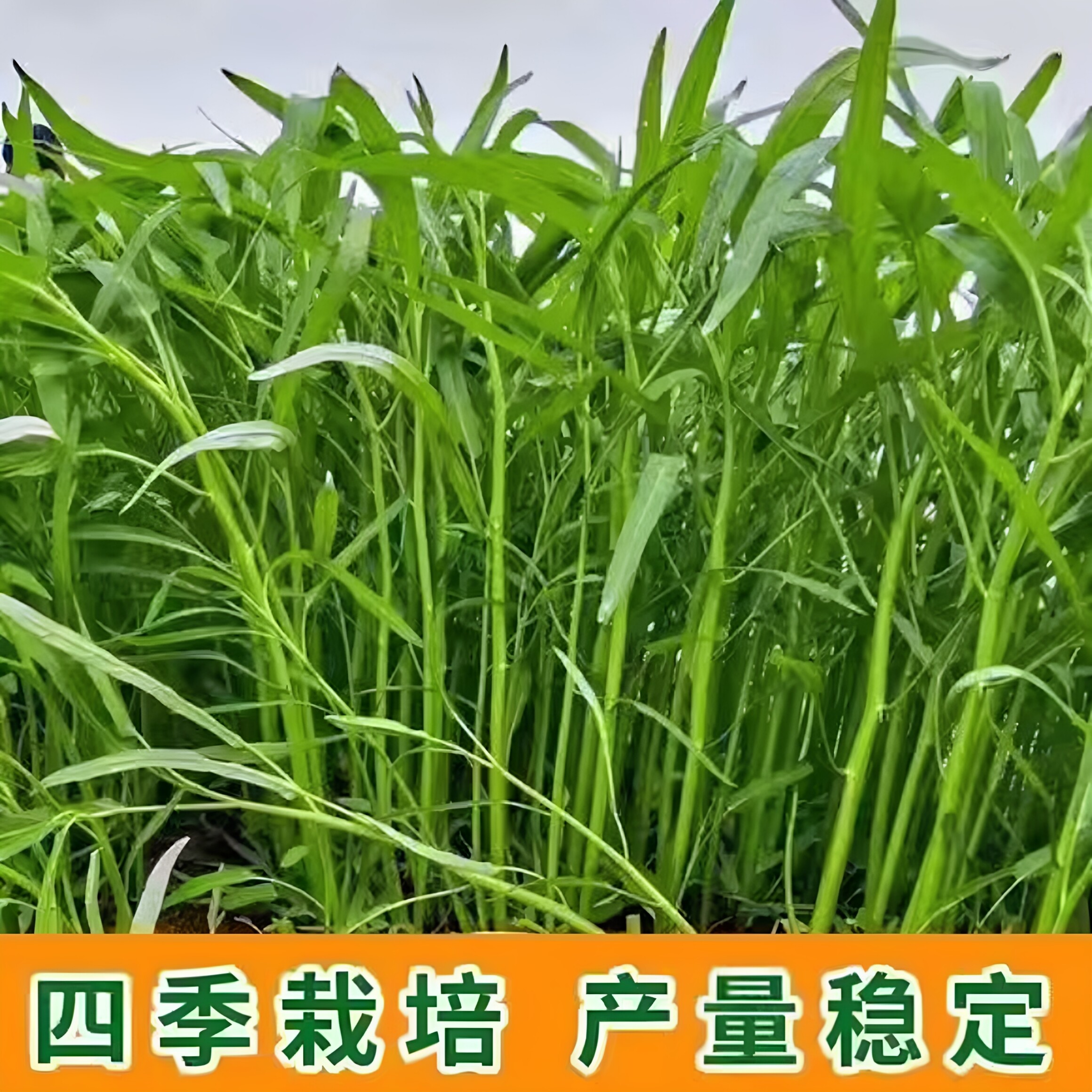 正宗博白空心菜苗带泥带土四季新鲜易种易活阳台庭院蔬菜苗