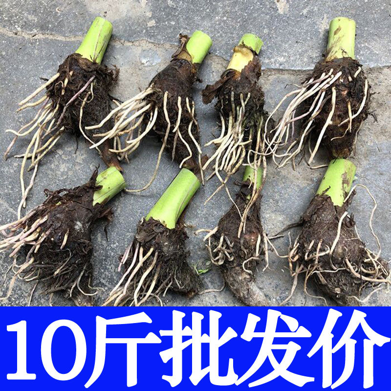 正宗广西桂林荔浦市香芋头种植苗槟榔芋紫藤芋子仔蔬菜种图片
