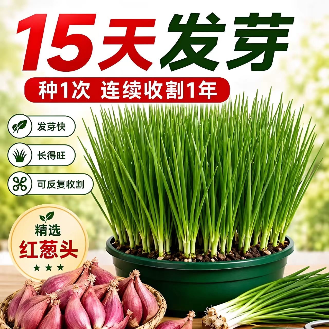 广东本地红葱头干葱头火葱正宗新鲜小香葱种子熬葱油特香商用包邮