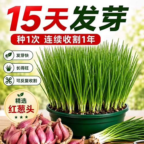 广东本地红葱头干葱头火葱正宗新鲜小香葱种子熬葱油特香商用包邮