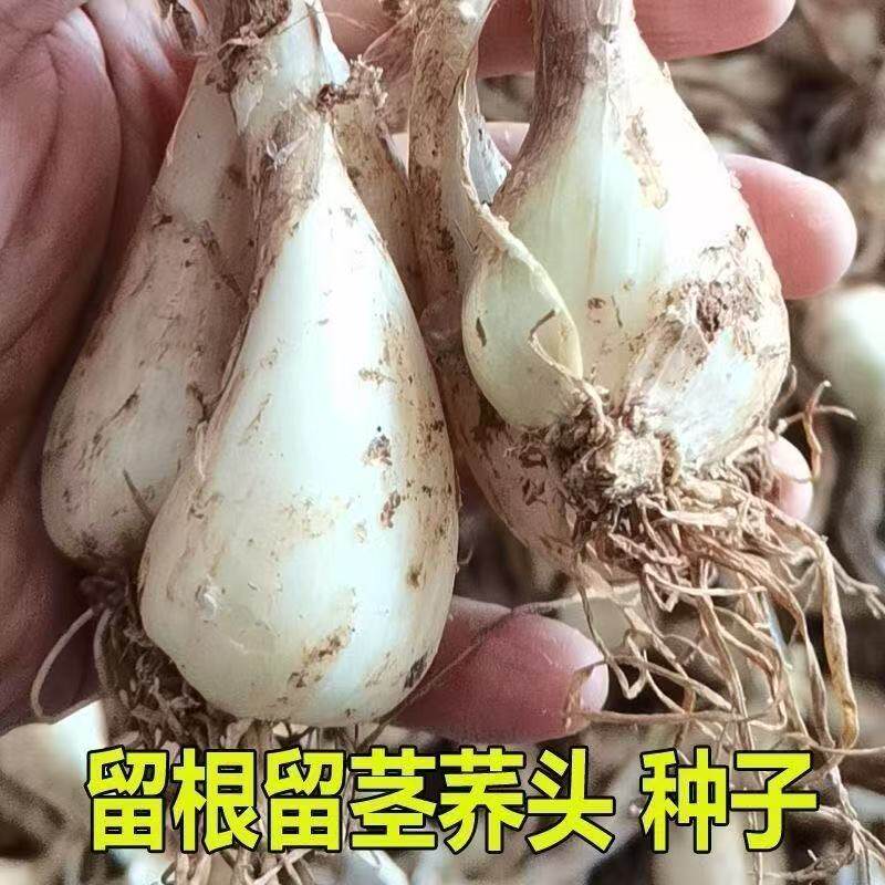 湖南藠头新鲜带叶茭头现发荞头农家藠头可做泡菜可栽种头种子鲜