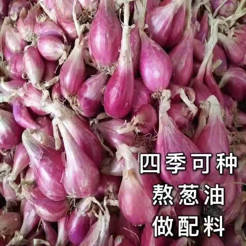 广东四季小香葱种火葱红头葱苗阳台小葱干葱头种籽优选红葱头新鲜