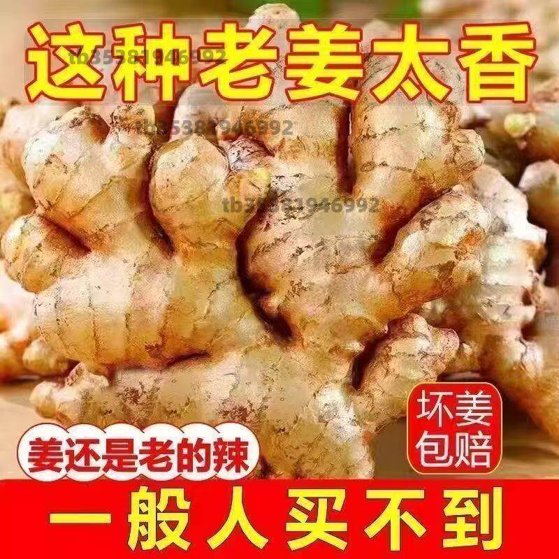 正宗云南小黄姜高山生姜月子姜老姜饭店专供辛辣十足十斤整箱批