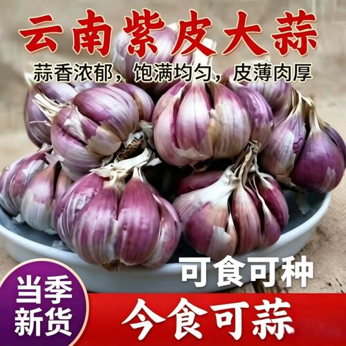 云南正宗紫皮大蒜头晒干红丫蒜蒜苔腊八蒜餐馆火锅食材干蒜头