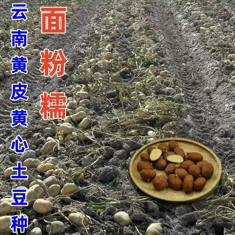 不带芽种植高产恩施高山小土豆种洋芋老品种土豆种子黄心