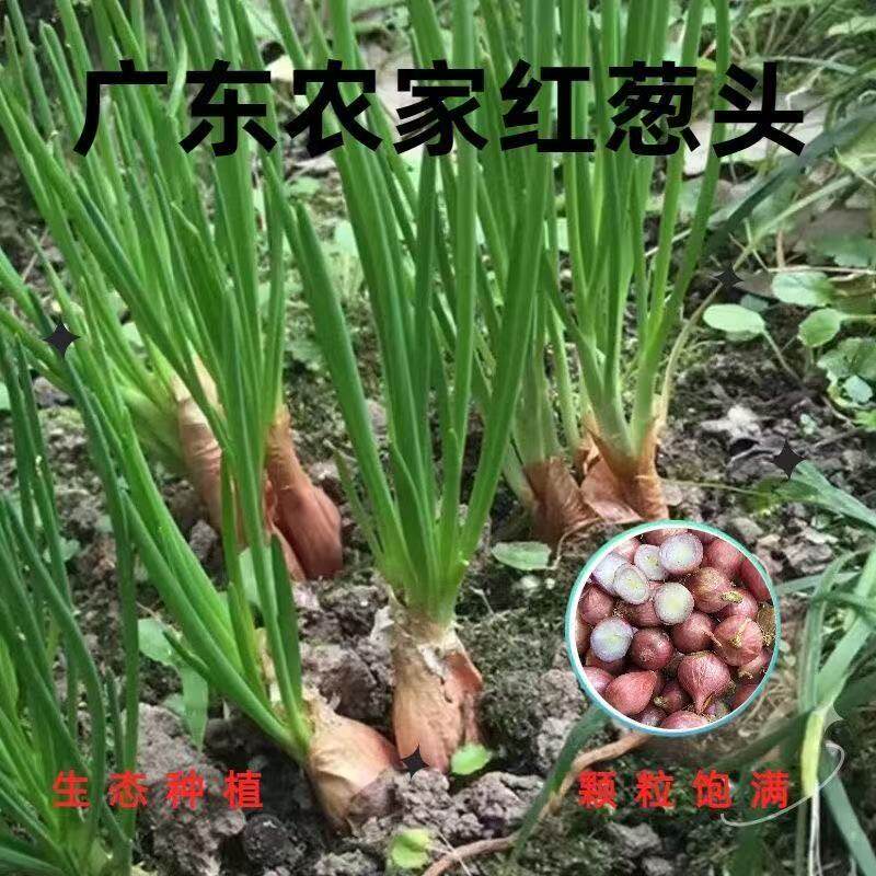 红根小香葱种子火葱籽葱种籽四季秋季盆栽菜蔬菜孑小葱大全