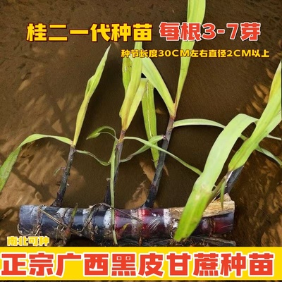 广西黑皮甘蔗种苗水果黄皮甘蔗苗