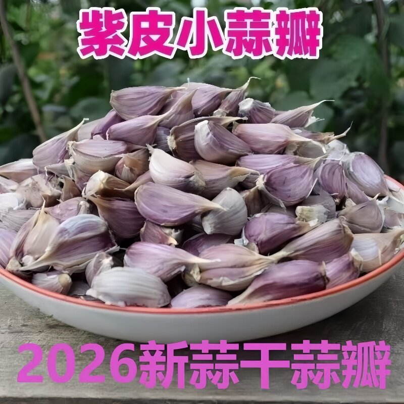 早蒜苔种子早熟特早二月特早抽苔大蒜种四川红根紫皮小香蒜硬叶蒜