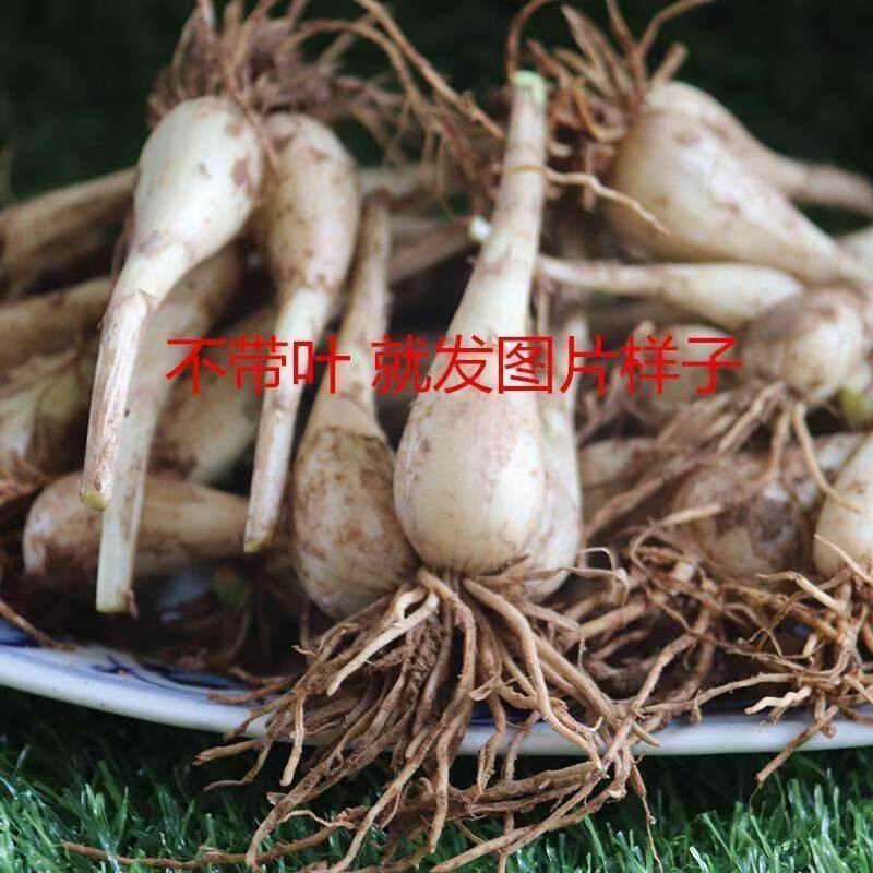 当季新鲜荞头四川农家自种现挖藠头茭头苗叫头教头乔头可腌制蔬
