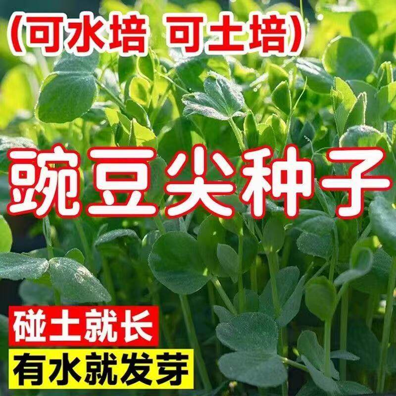 无须豌豆尖苗龙米四季蔬菜种子孑籽青豆麦寒雪毕麻累荷兰