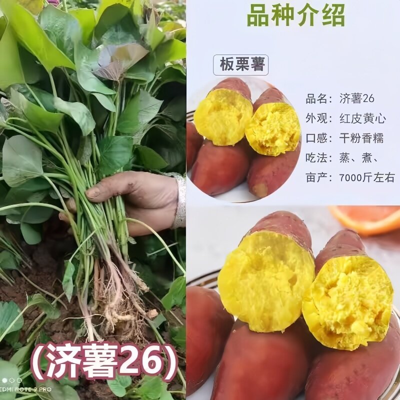 济薯26脱毒红薯秧苗蛋黄白心板栗西瓜红高产地瓜番薯种植种苗