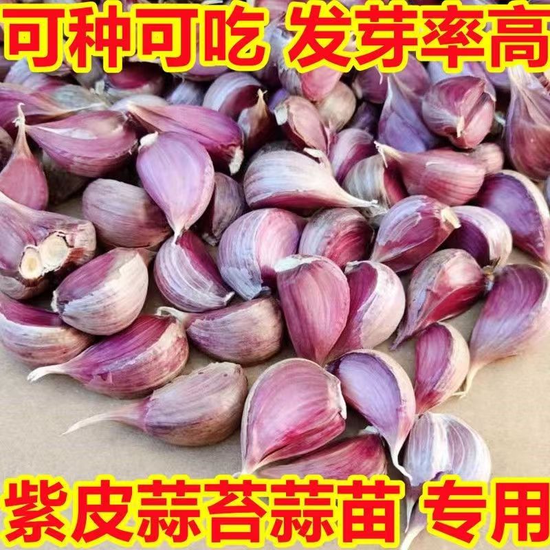 新鲜上市山东正宗紫皮蒜瓣老品种红皮新干蒜紫皮大蒜红蒜瓣可食种