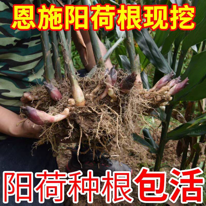 洋火姜根新鲜现挖阳荷种苗易种洋河农家蔬菜种阳荷姜种根苗