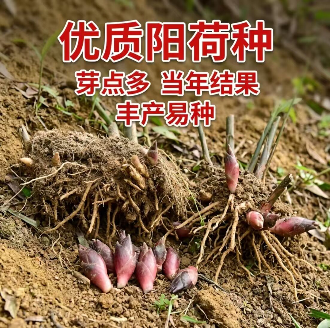 阳荷姜种苗阳荷姜种根洋荷姜种子苗洋河种苗阳荷种根一斤阳荷种根