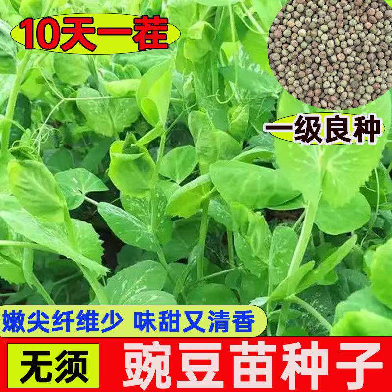 芽苗菜种籽水培秋季蔬菜籽四川大无须豌豆尖种子豌豆苗籽