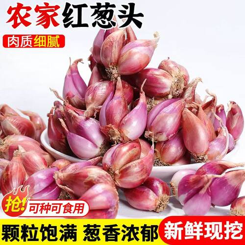 新鲜便宜实惠正宗四季农家红葱头可吃可种蔬菜种子