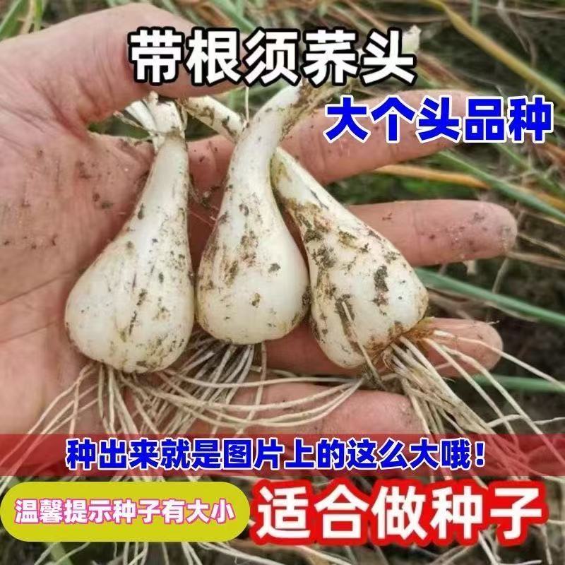藠头种子茭头农家蔬菜特产荞头种子江西无叶大头教头新鲜当季种