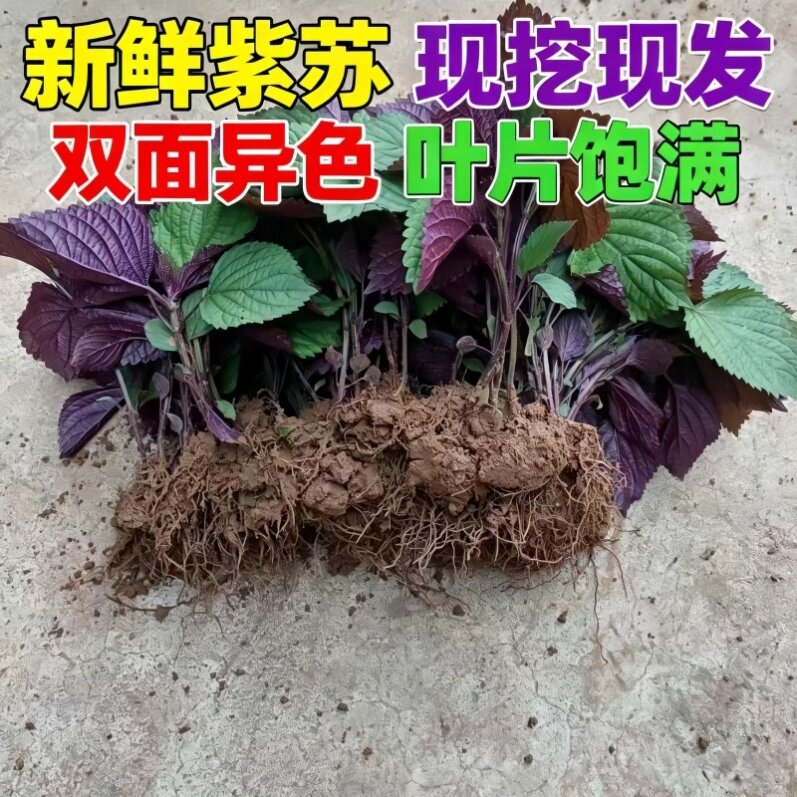 现摘现发农家紫苏苗带土幼苗可阳台盆栽可食用野生鲜活紫苏苗