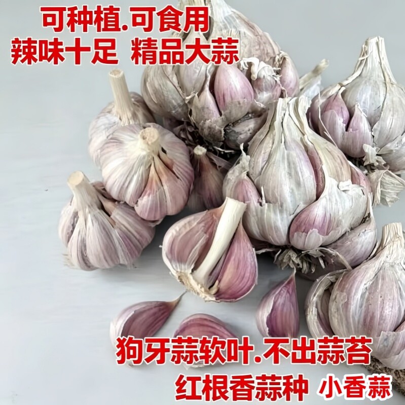 本地狗牙蒜种四川软叶红皮蒜苗紫皮大蒜庭院种植黄叶香辣优质