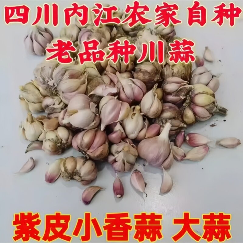 本地软叶狗牙蒜四川干大蒜紫皮红皮超辣多瓣香蒜可吃可留种蒜头 - 实物图