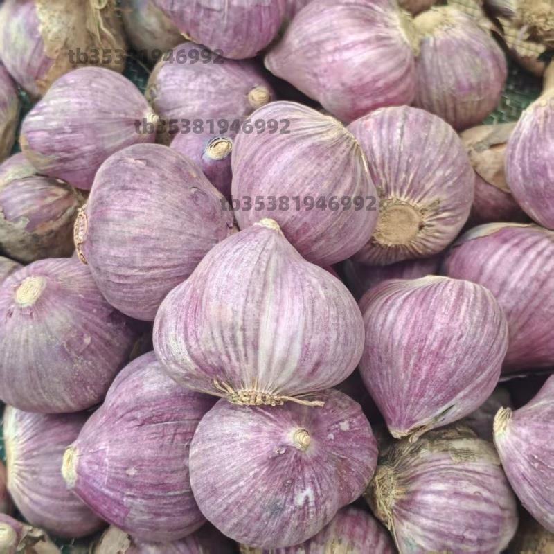 三丫蒜干蒜头2026年三瓣蒜紫皮大蒜头新鲜特价瓣蒜5斤装干大蒜