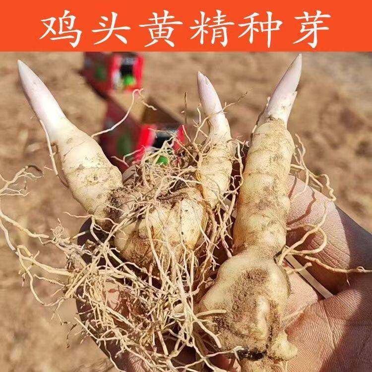 新鲜带芽黄精种植苗九华山多花黄精姜形老虎姜种子倒苗现挖图片