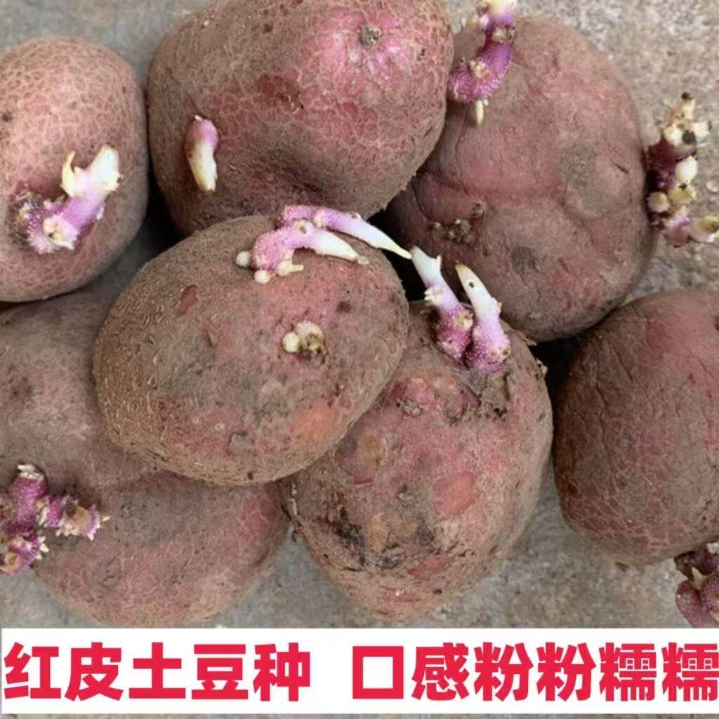 秋土豆原种包邮老品种土豆种子发芽带芽发货黄皮黄心红皮黄心