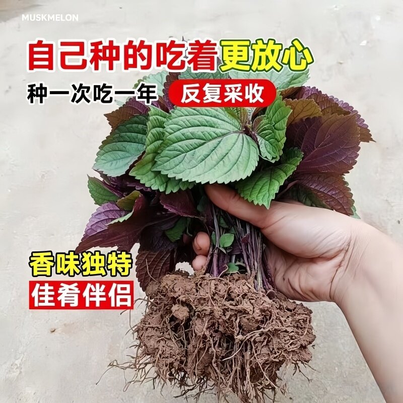 新鲜带土双面紫苏苗高品质现掏有机盆栽20天快速生长期可食用