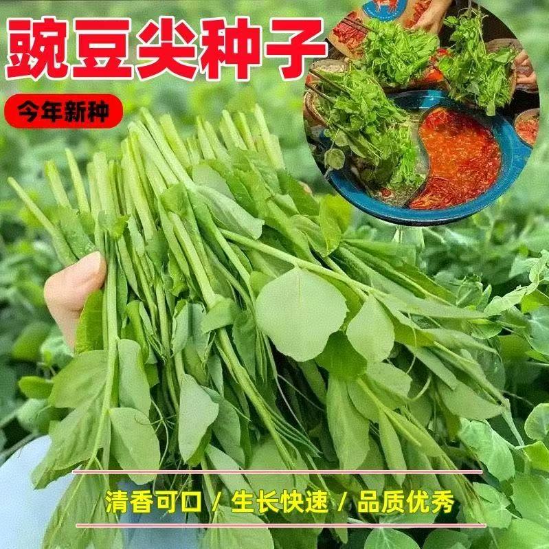 秋季菜园阳台盆栽蔬菜孑青菜籽四季四川无须豌豆尖种子