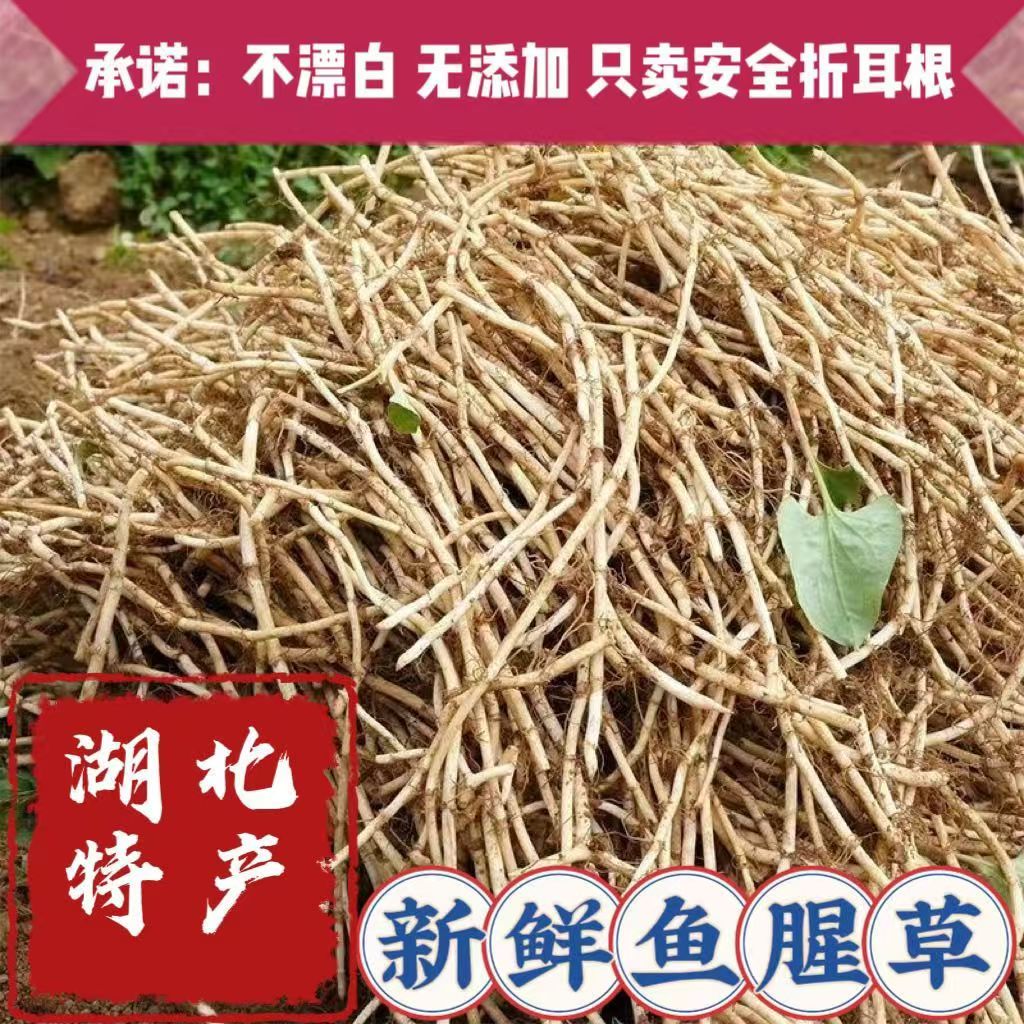 湖北现挖带泥折耳根嫩根凉拌