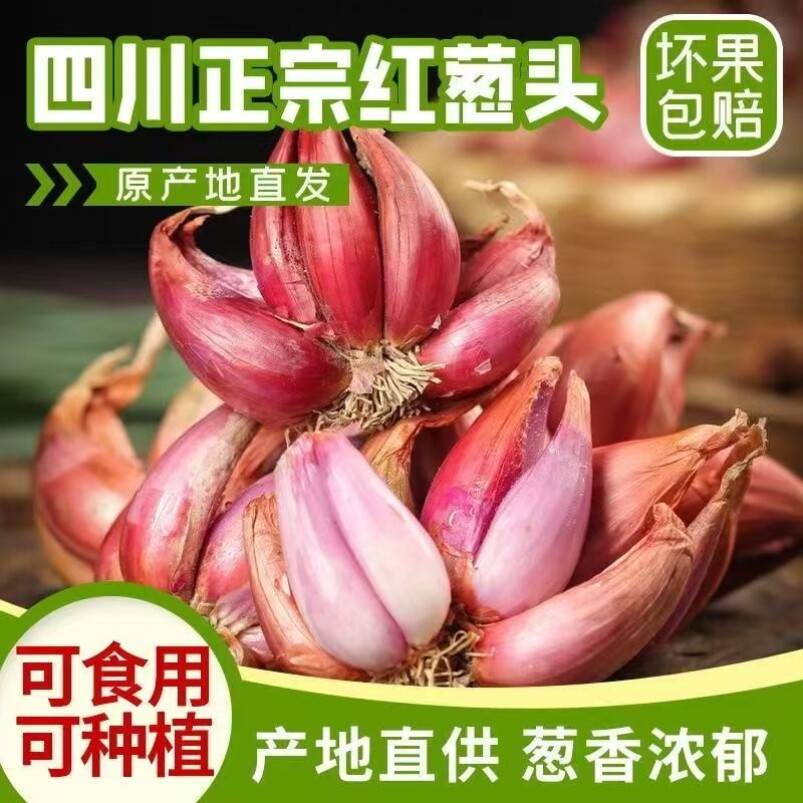 四川正宗红葱头种头四季小香葱种子庭院种植火葱头包邮