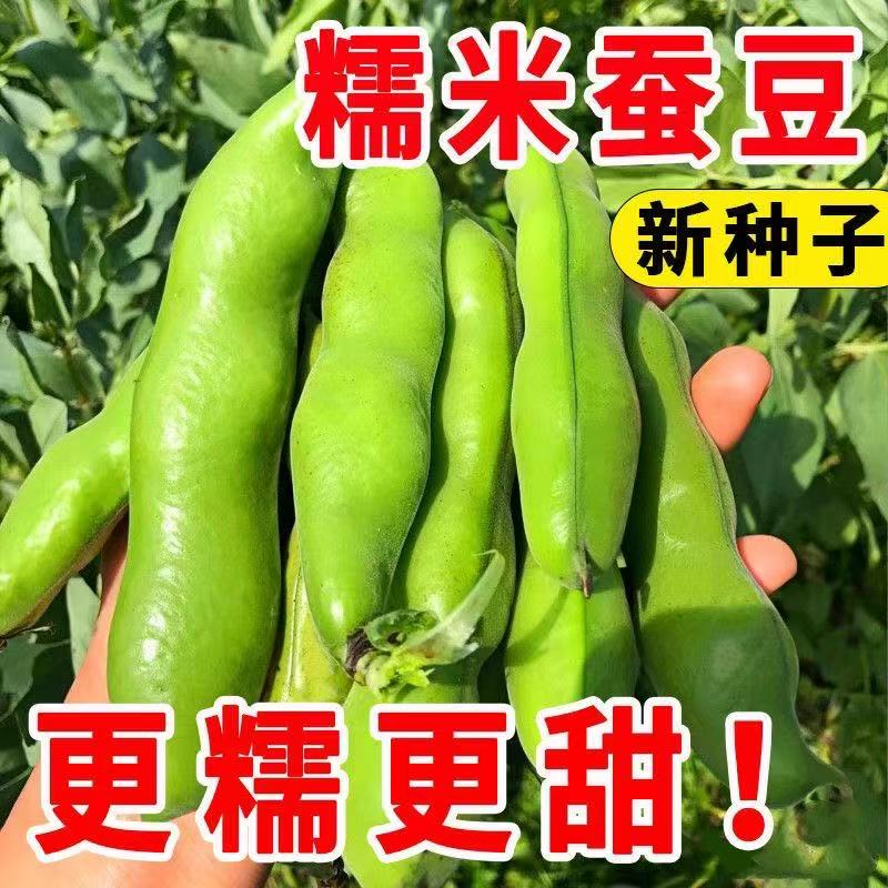 蔬菜种子批发耐寒早熟糯米蚕豆种子高产特大罗汉豆春秋播种胡豆籽