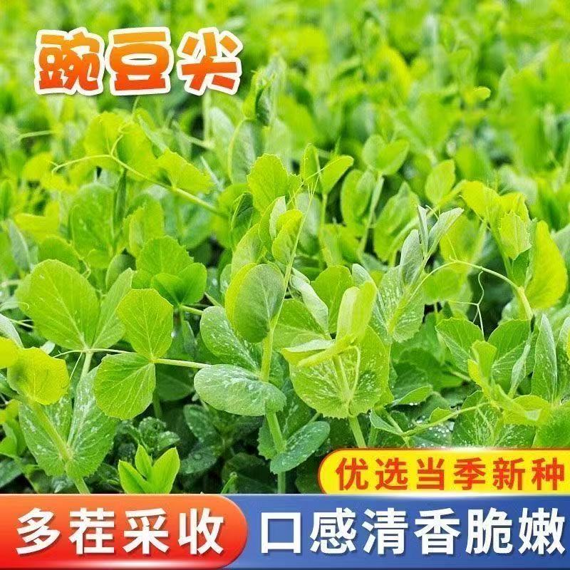 秋冬季蔬菜种子阳台盆栽芽苗菜无须豌豆苗种子豌豆尖四季