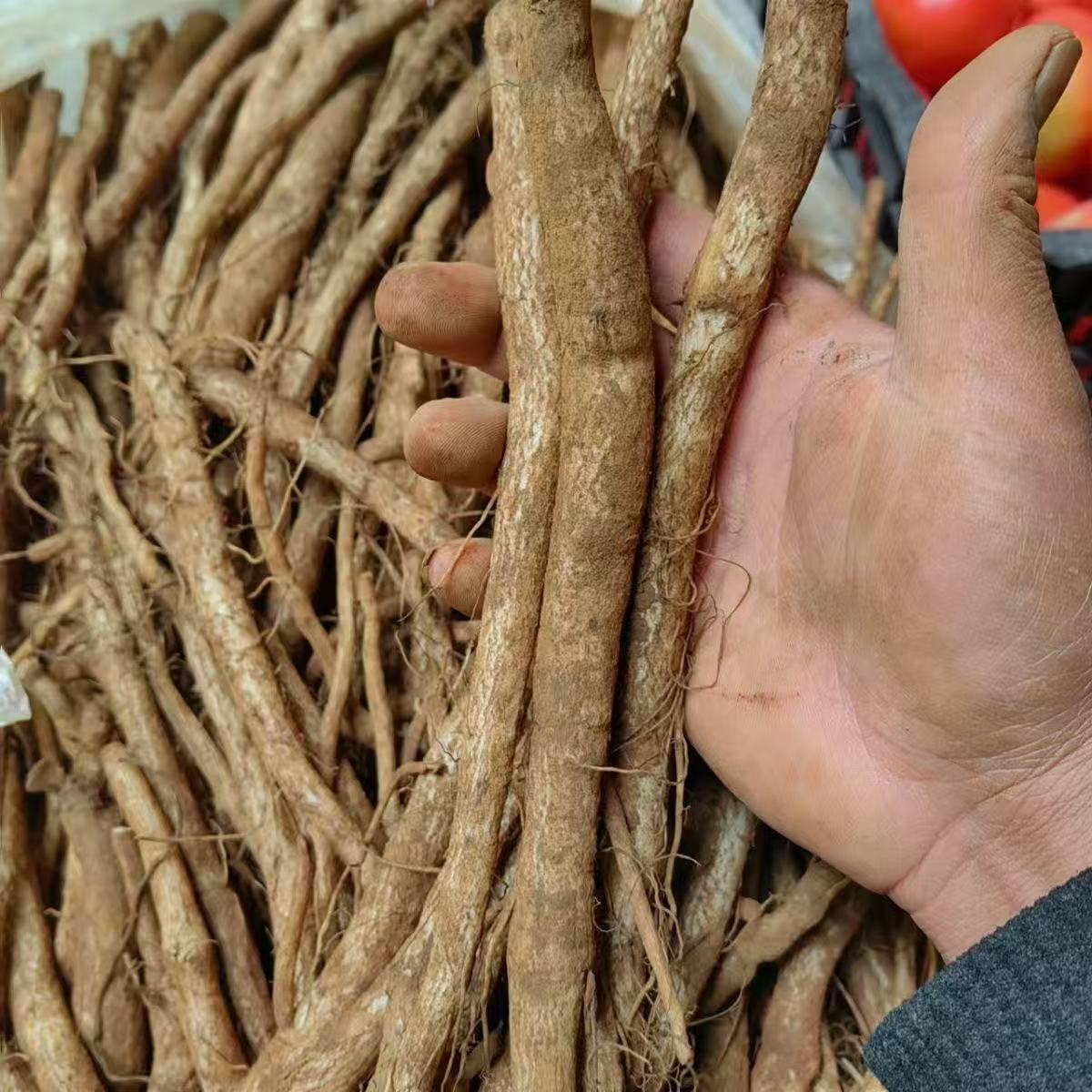 云南野生大蓟根马刺根恶鸡婆刺萝卜新鲜现挖包邮炖鸡排骨猪蹄清热