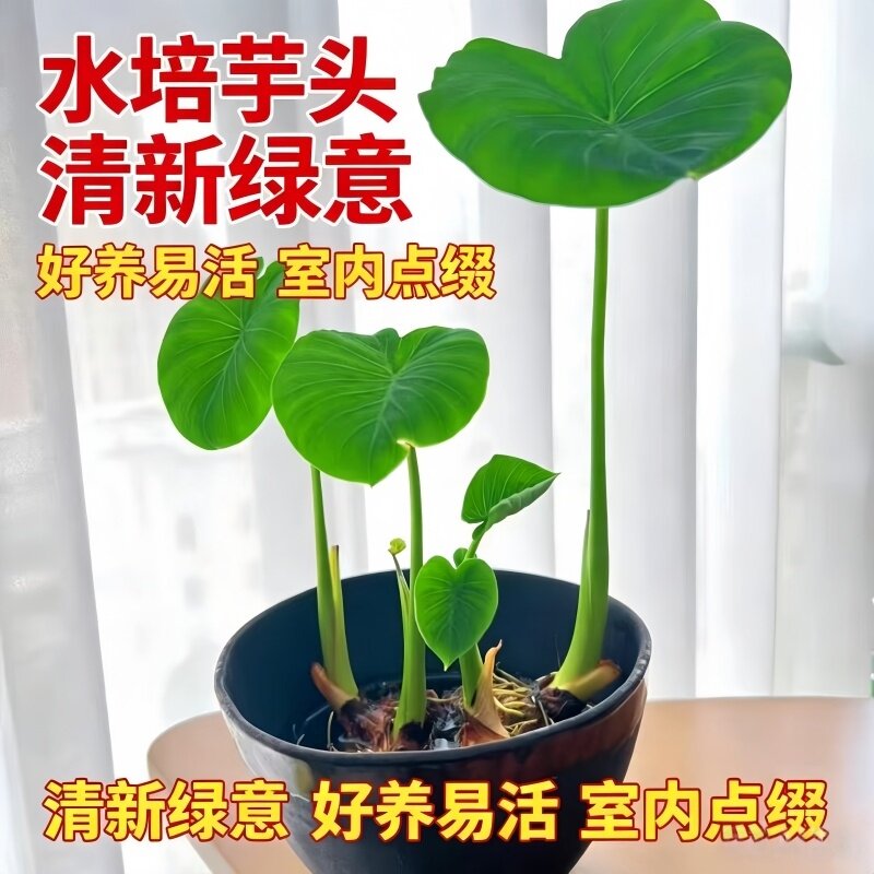 水培芋头迷你盆栽儿童种植观察绿植室内净水沼泽养龟阳台小绿植