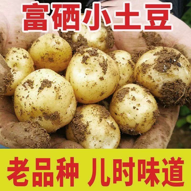2026新鲜正宗恩施富硒黄心小土豆当季迷你小土豆高山洋芋马铃薯
