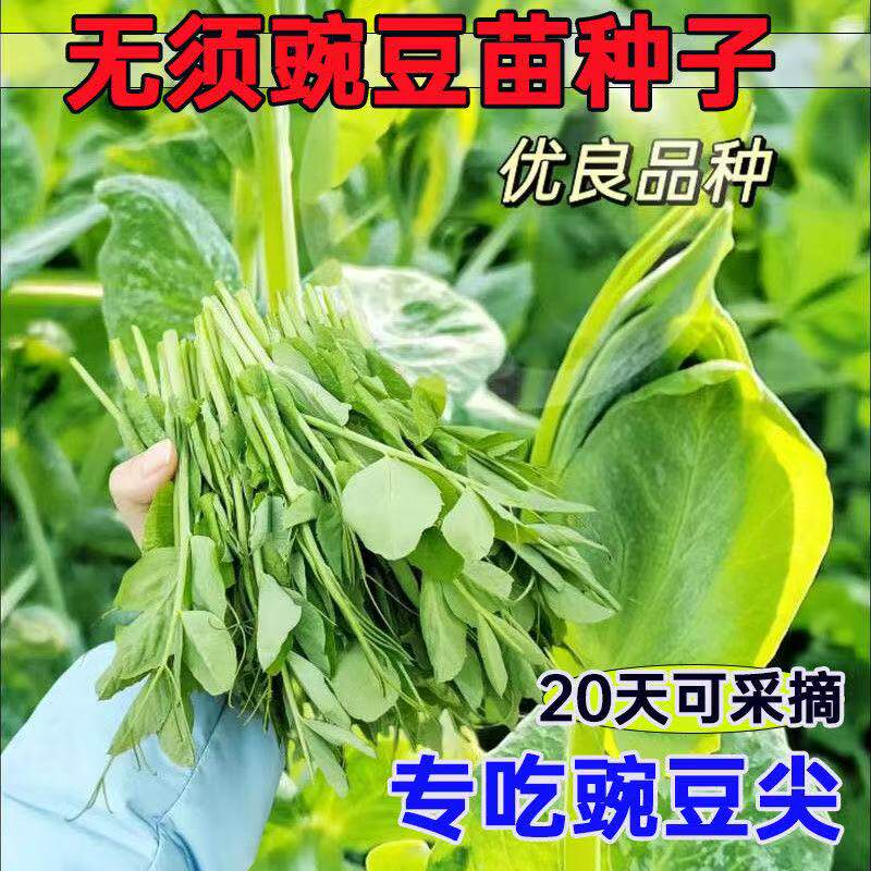 秋冬无须专吃叶豌豆尖种子豌豆苗种籽新品可连续多次采收