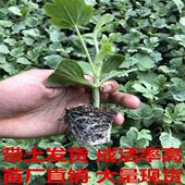 新疆麒麟8424美都嫁接西瓜苗早熟品种阳台秧盆种植 送肥料