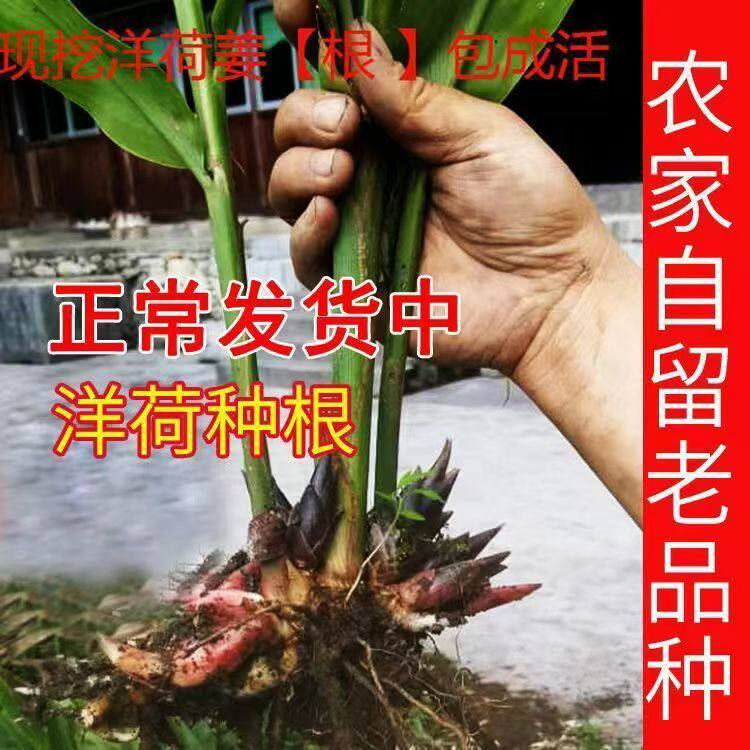 恩施阳荷姜种根洋火姜种苗农家蔬菜种新鲜现挖四季盆栽种植