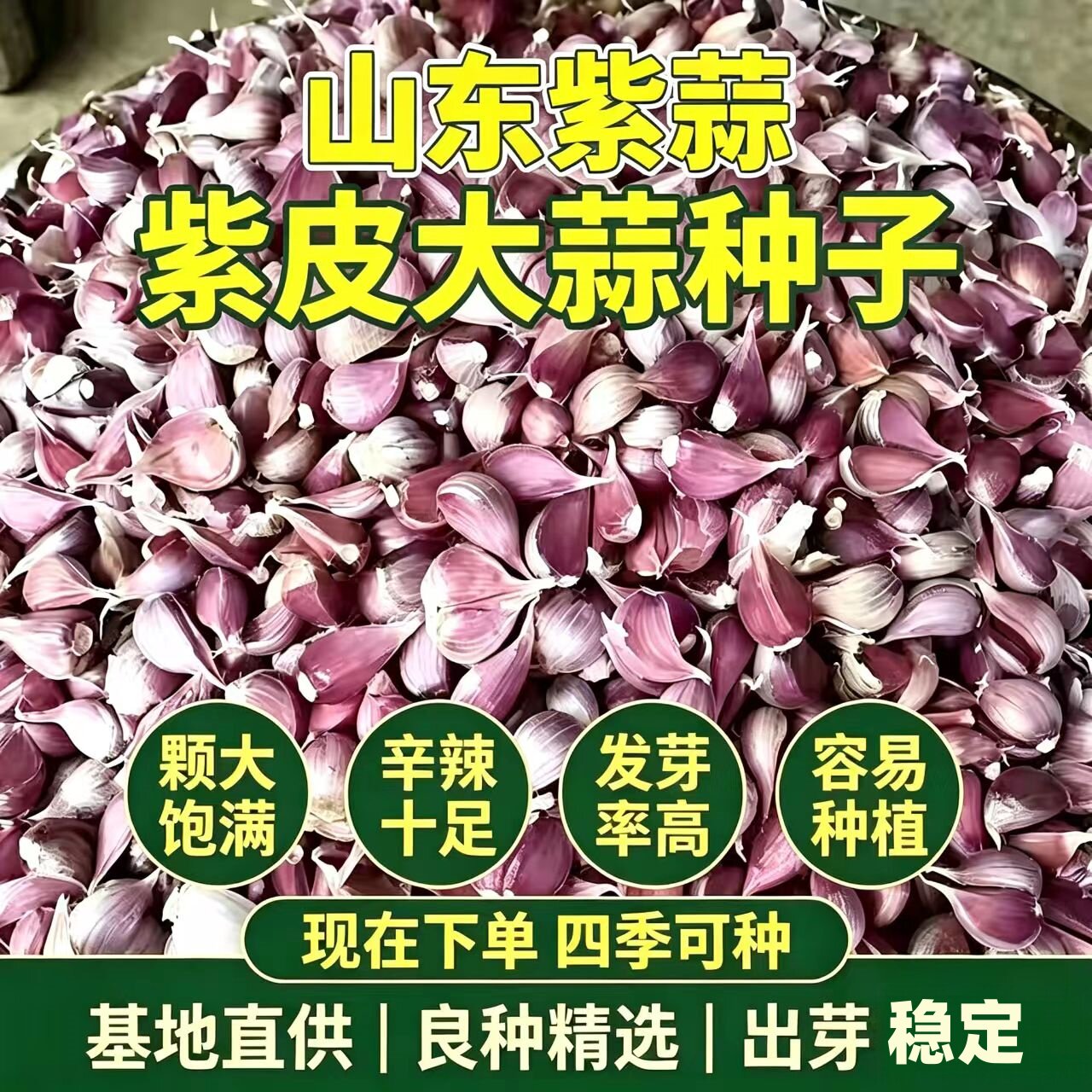 山东金乡新鲜早熟蒜种硬叶蒜种出苔蒜种植专用红根苗蒜种产地发货