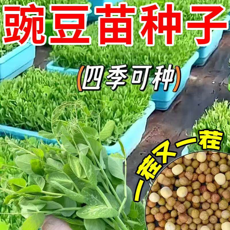 龙须豌豆荷兰豆蔬菜种孑甜豌豆苗种籽四季播种植芽苗菜豌