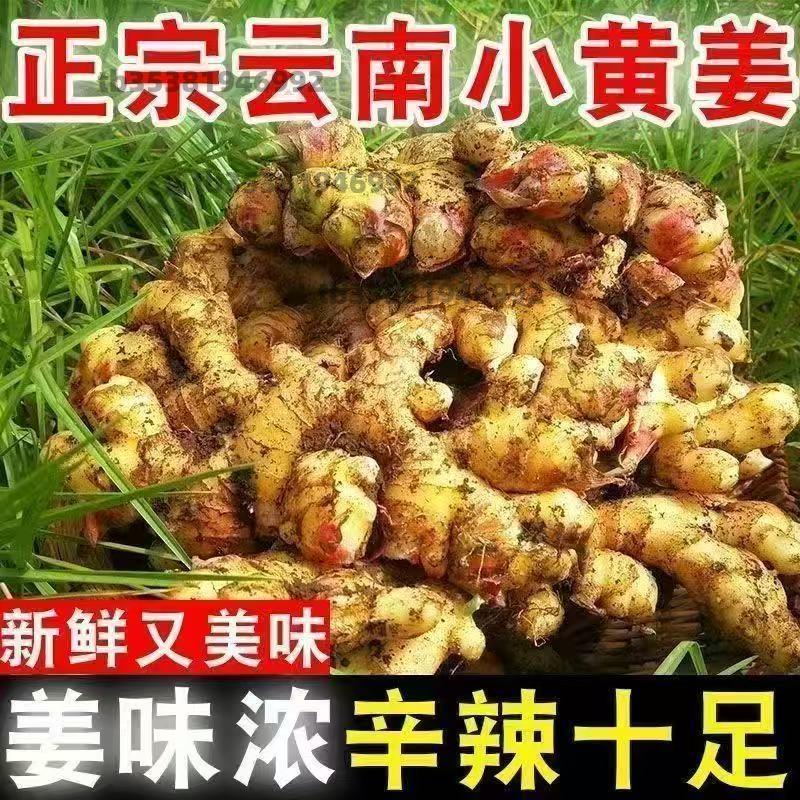 正宗云南小黄姜新鲜老姜现挖生姜土姜月子姜老嫩姜蔬菜整箱包邮