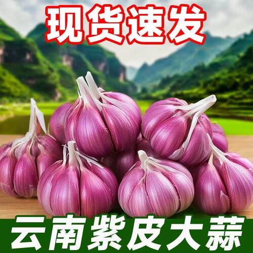 2025年正宗新鲜云南紫皮大蒜头干蒜5斤红皮多瓣蒜批发9干蒜