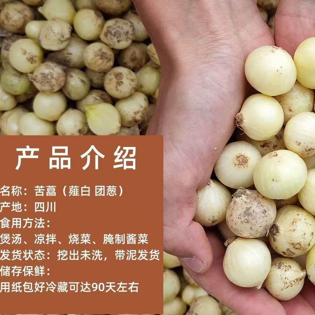 现摘现发四川苦藠小根蒜团葱野葱头薤白小蒜头香醇500g包邮